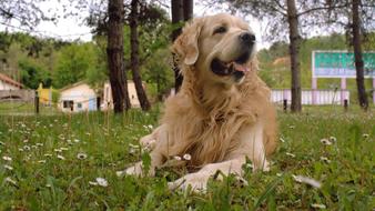 Dog Golden Retriever in the park on the grass on a blurred background