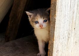 kitten with blue eyes in a shelter