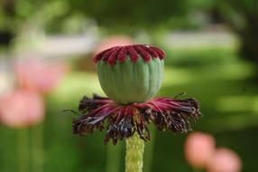 Poppy Withered Flowers