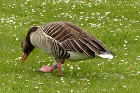 Goose Greylag green grass