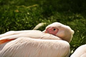 pink pelican resting in the grass