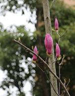 Spring Yuantouzhu