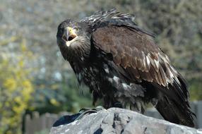 Eagle 4 Raptor