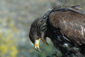 Eagle 10 Raptor