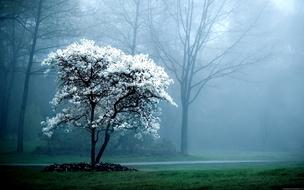 Winter Tree