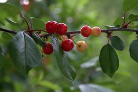 Cherries Casey Red