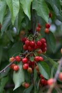 Cherries Casey Red