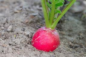 radishes growing from the ground