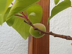 fresh apricot fruit on a tree