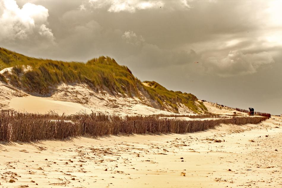 sandy beach with green trees