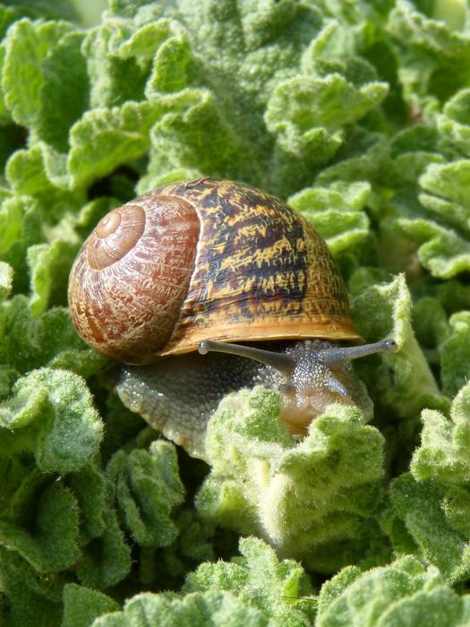 snail eats cabbage leaves