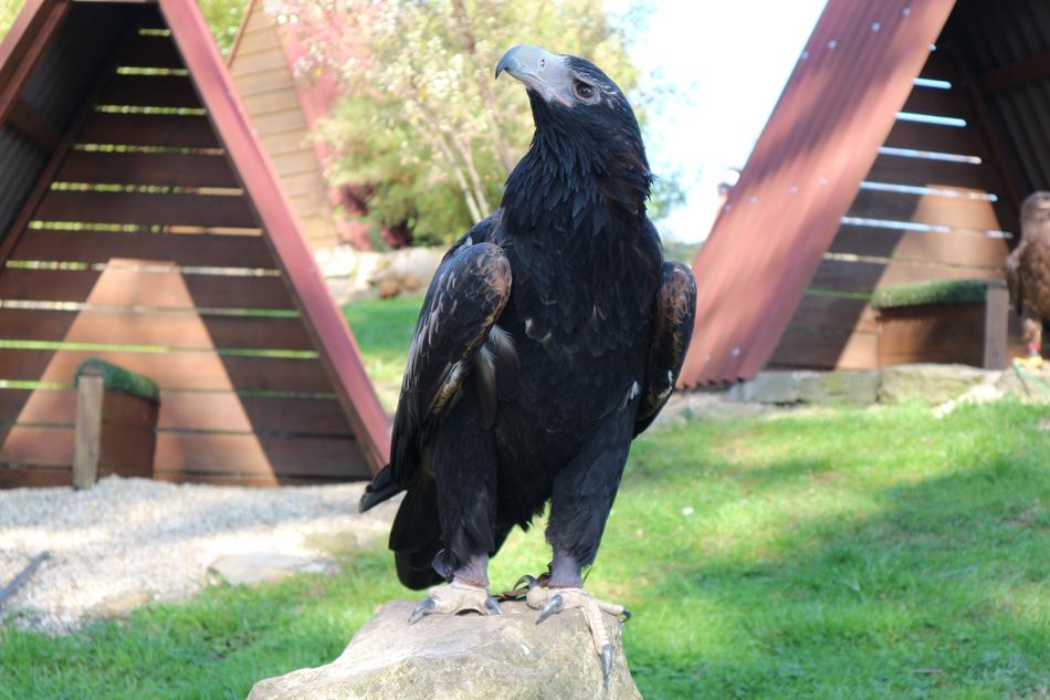 black eagle lives in the reserve, germany, Detmold