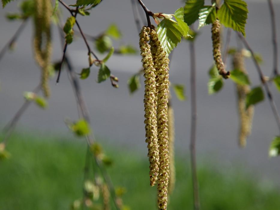 Birch In The Spring