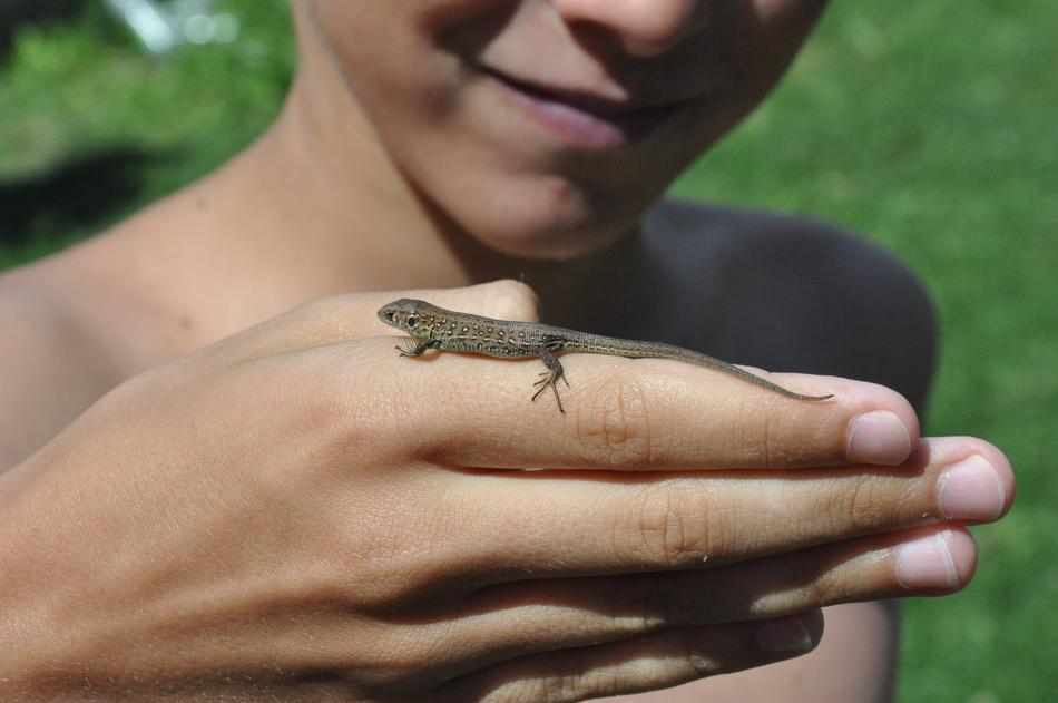 Lizard on hand