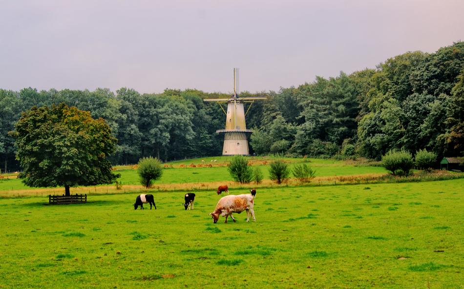 cows grazing in a green meadow