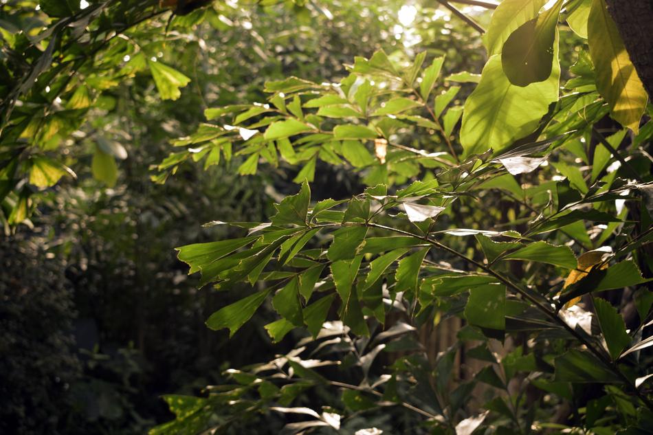 Jungle Leaves Sun