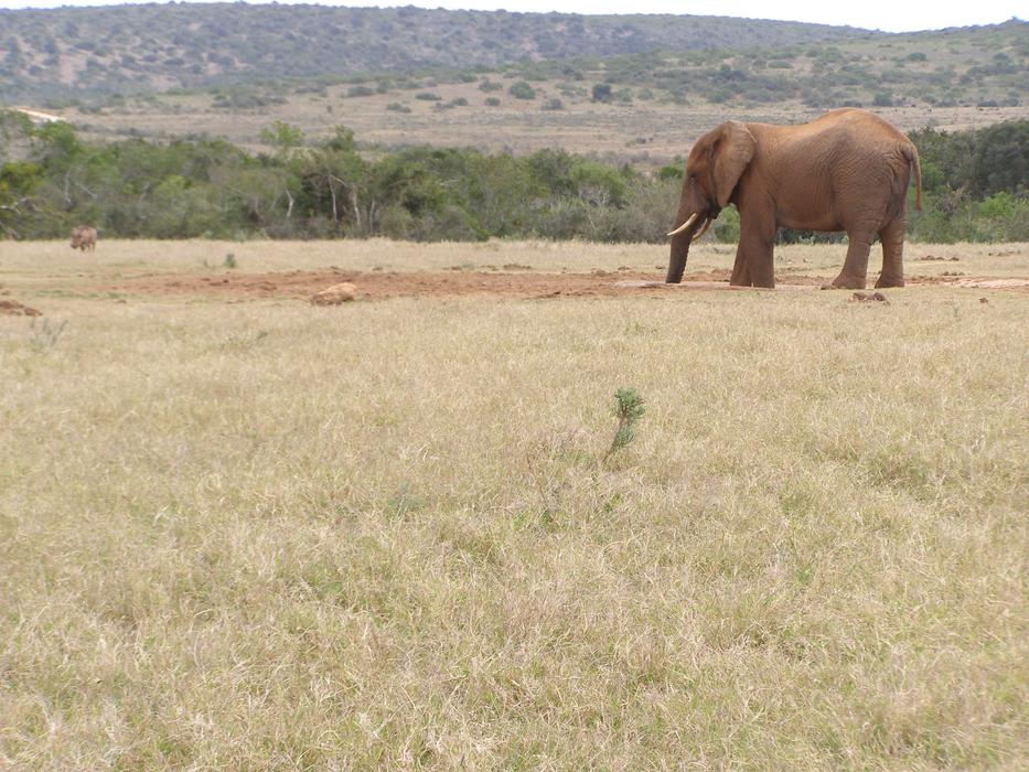 lone elephant on safari