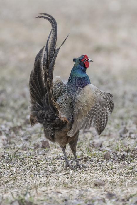 impressively beautiful Fasan Pheasant