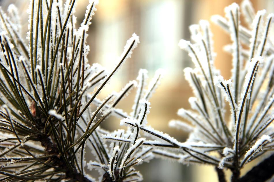 Frost Ice Hanging Cream