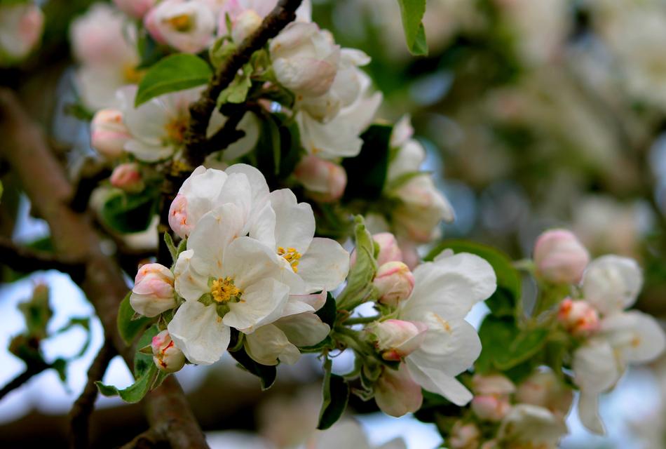 Apple Blossom Tree Branch free image download