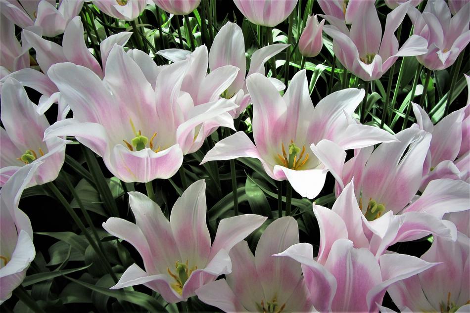 beautiful flowers bouquet
