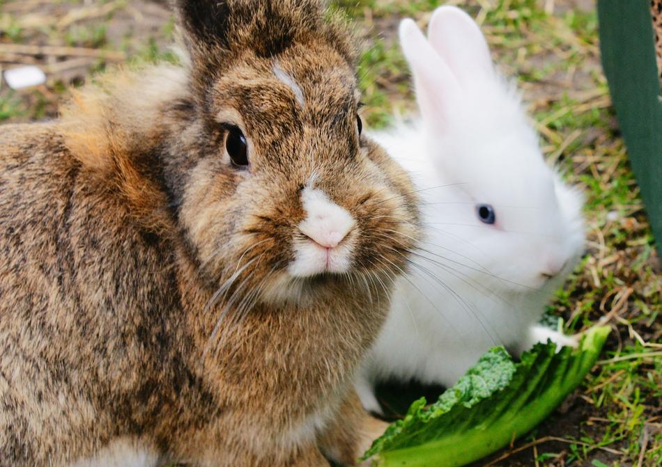 Beautiful white and brown spotted rabbits chew cabbage