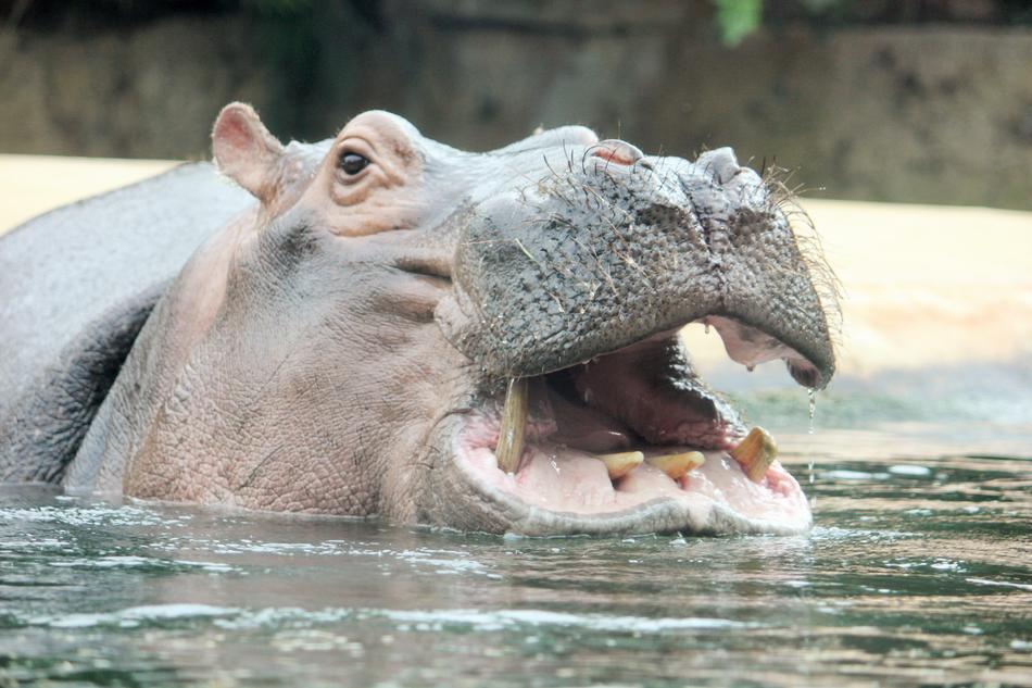 Hippo Zoo Hippopotamus Close