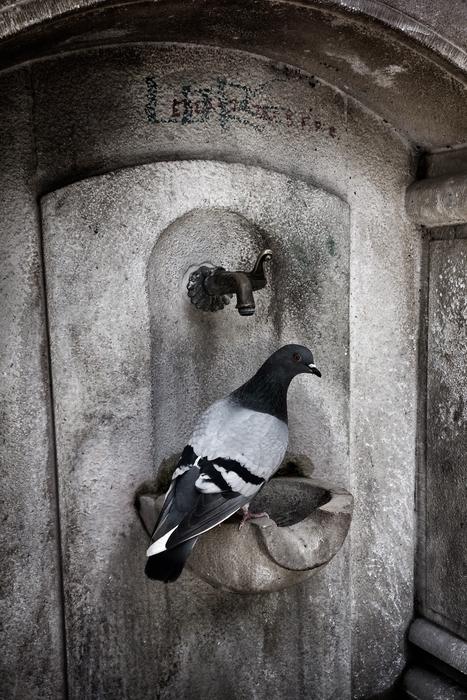 pigeon on a stone fountain