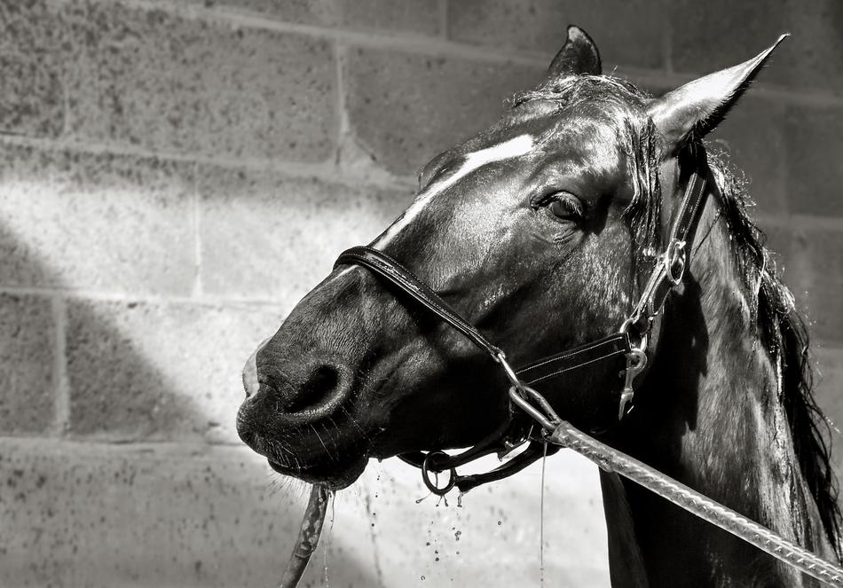 a magnificent horse at the wall