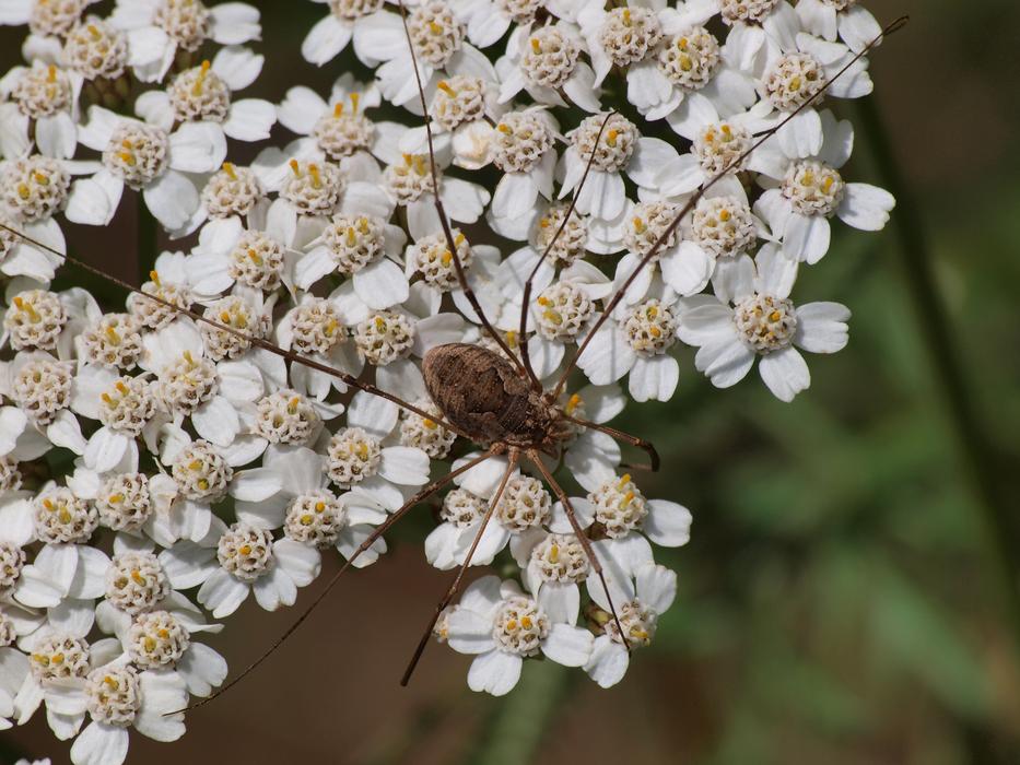Spider Opiliones