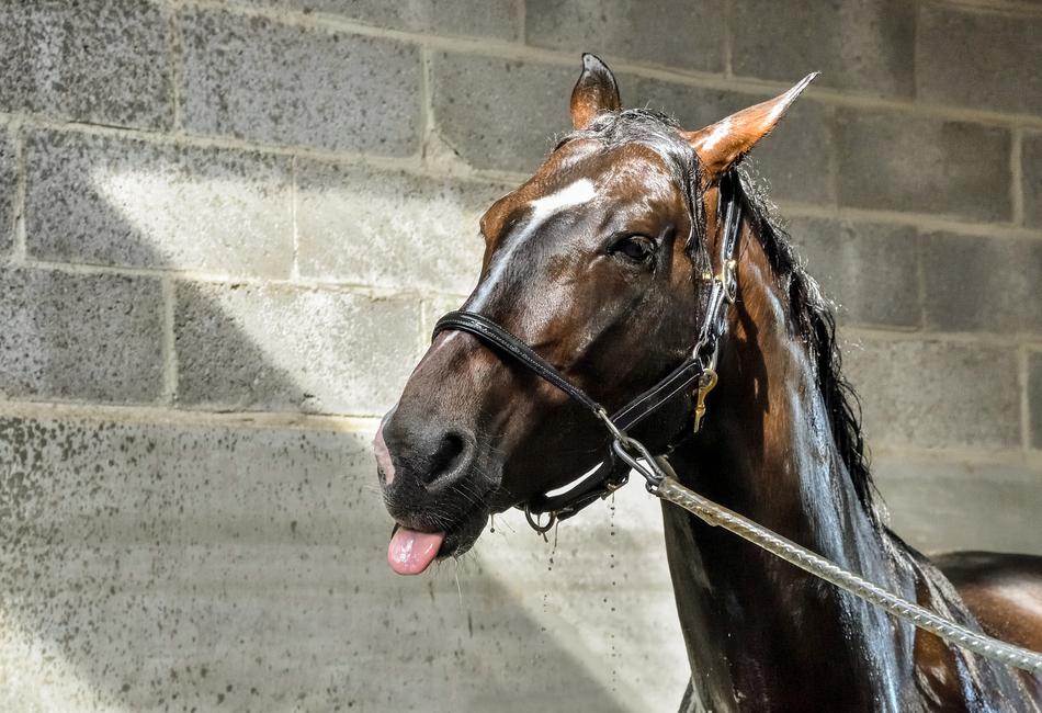 Horse Wet Water