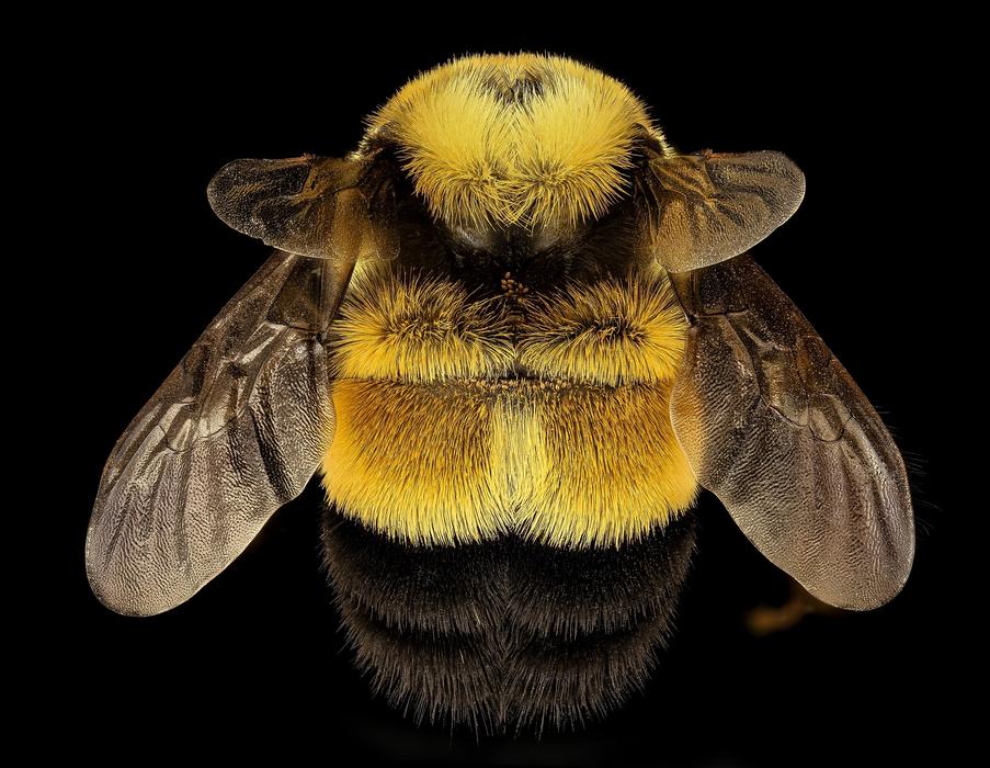 Rusty Patched Bumble bee