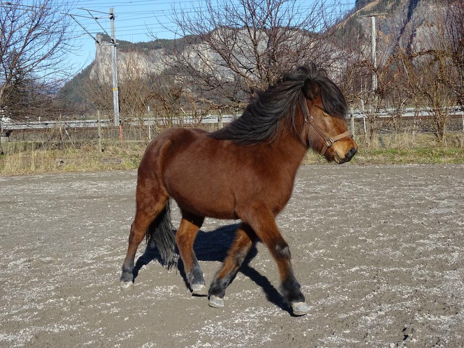 Icelanders Horse Iceland