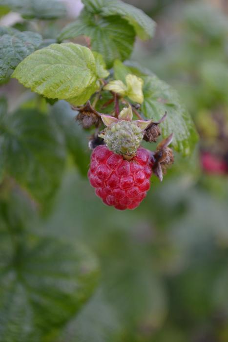 Raspberry Ripe Immature Close