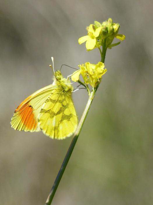 Yellow Butterfly Aurora
