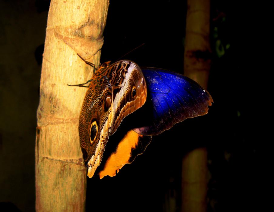Butterfly Mainau