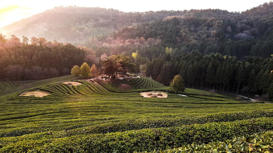 Green Tea Scenery view