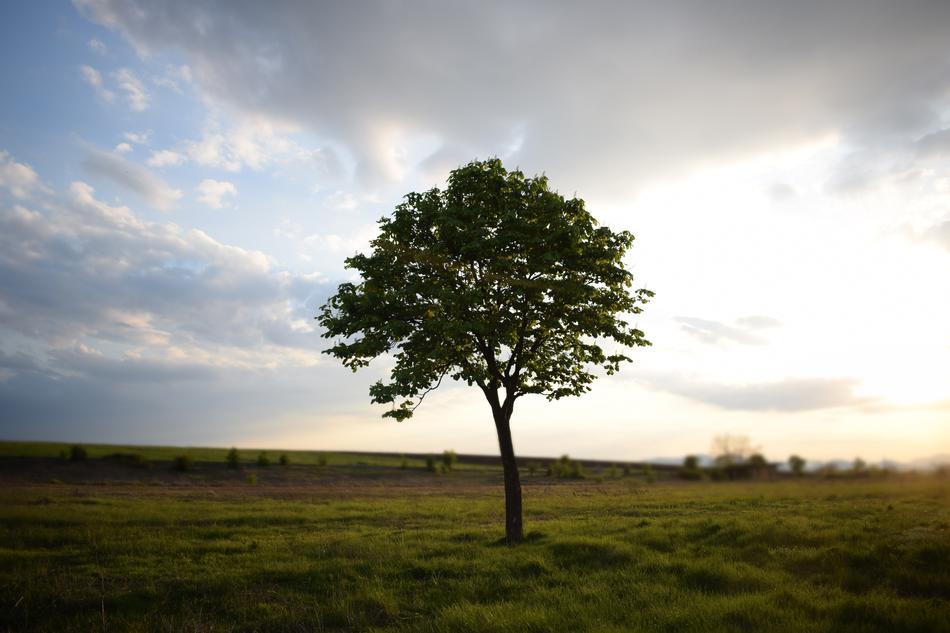 Tree Meadows