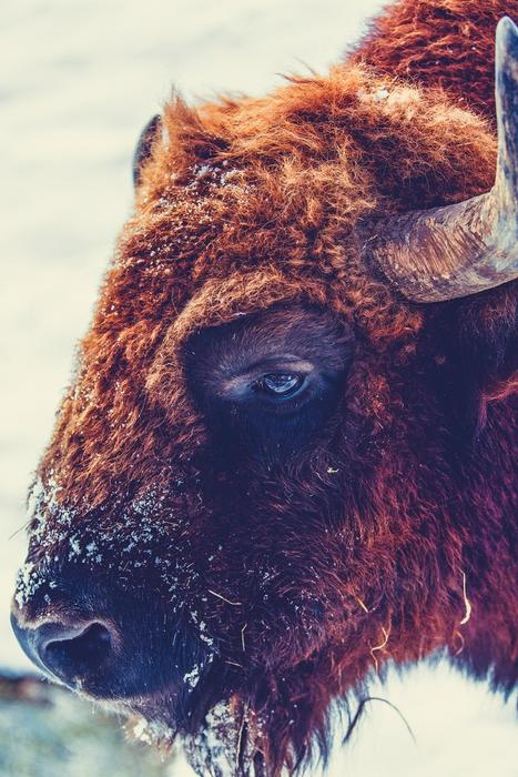 Profile portrait of the cute, colorful and beautiful buffalo, with the horns, in snow