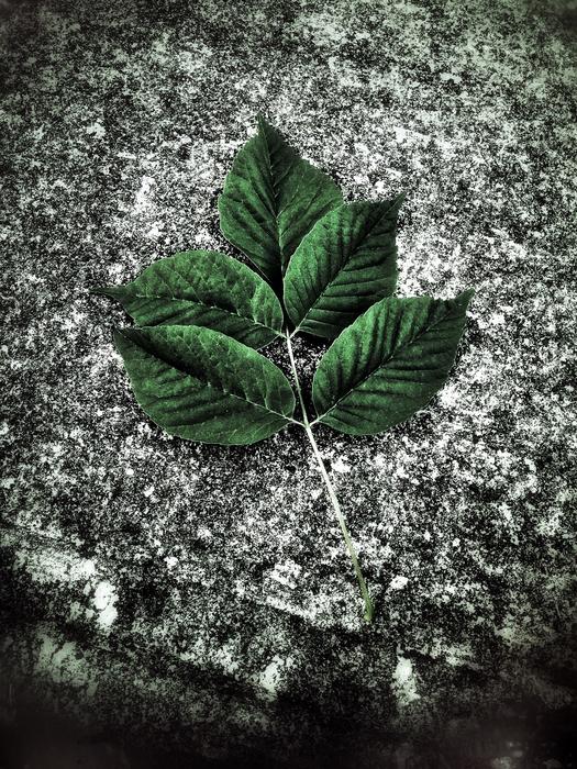 green foliage on Street