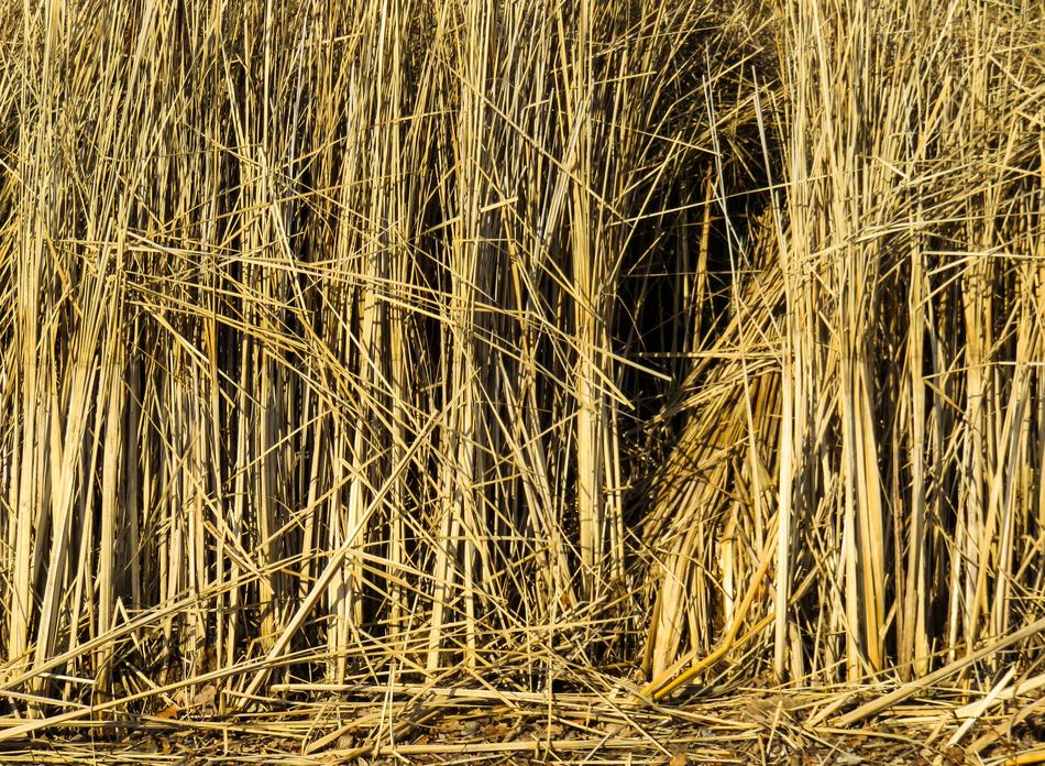 Texture Background Reed dry