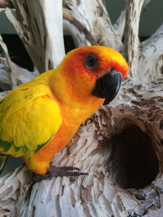 cute parrot at the hole