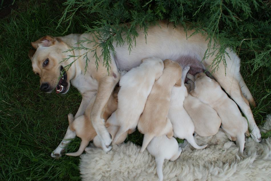 Puppies Labradors