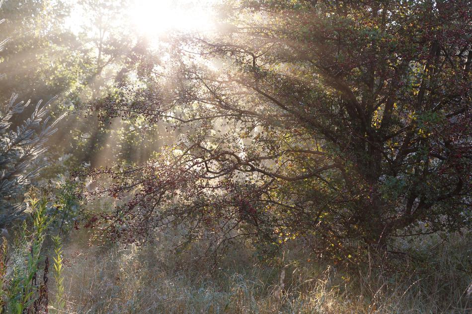 Sunbeams Morning Sol
