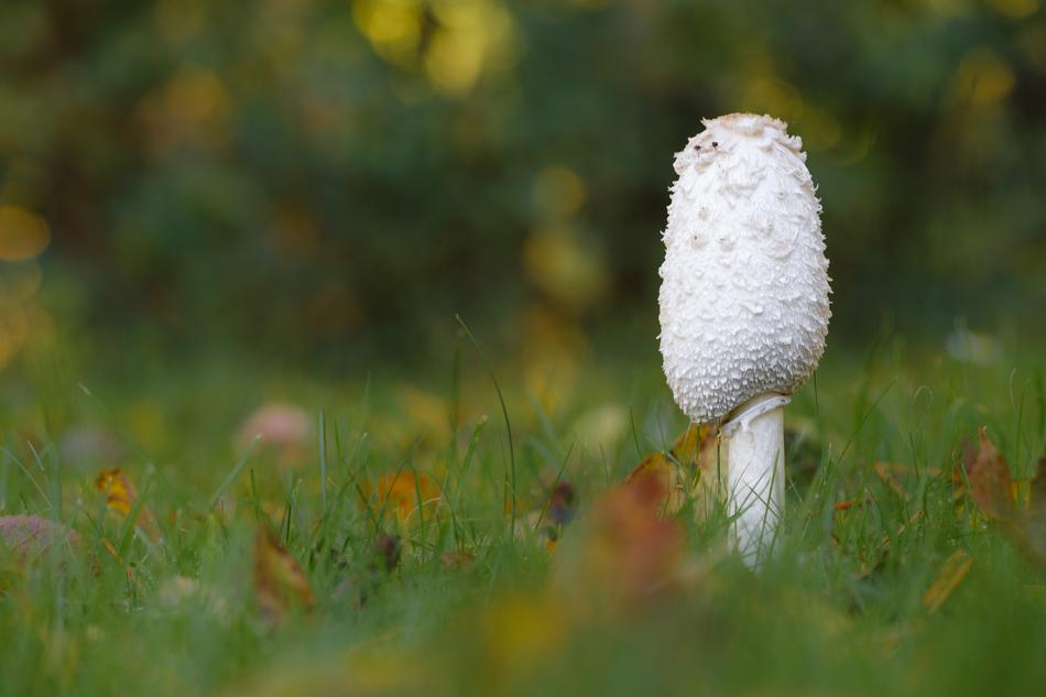 Sponge Grass Macro