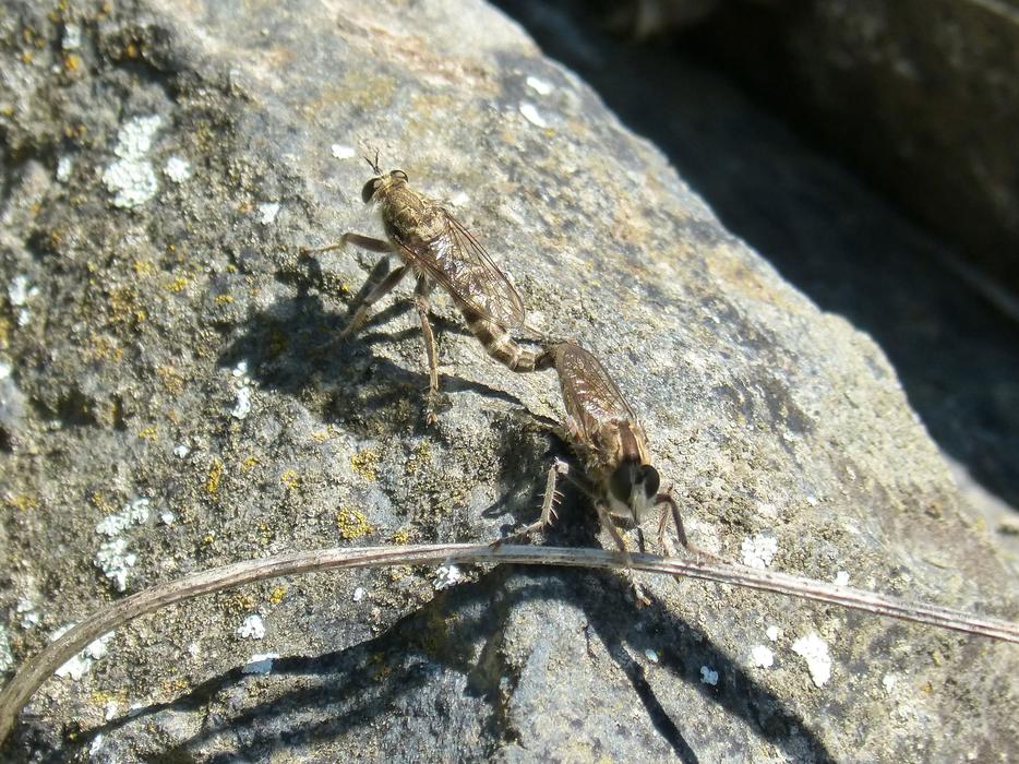 Bugs Couple Insects