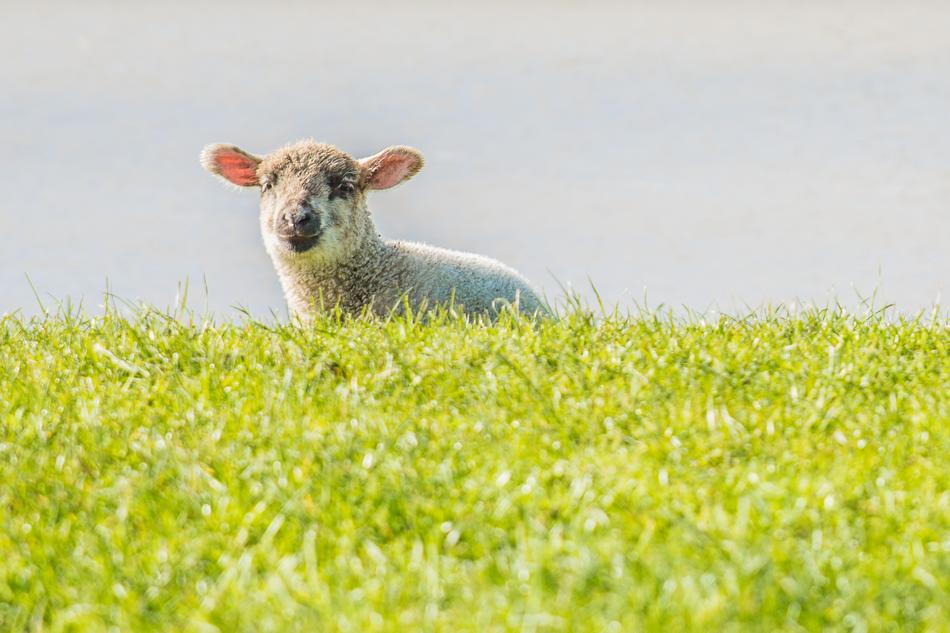 Lamb Sheep Dike East