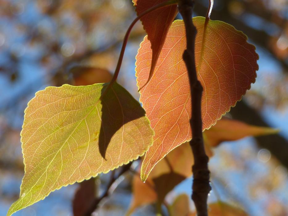 autumn beautiful leaves on a tree
