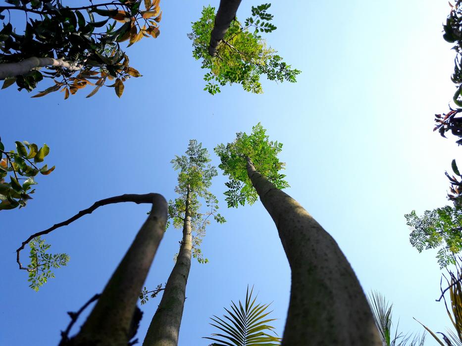 Sky Trees