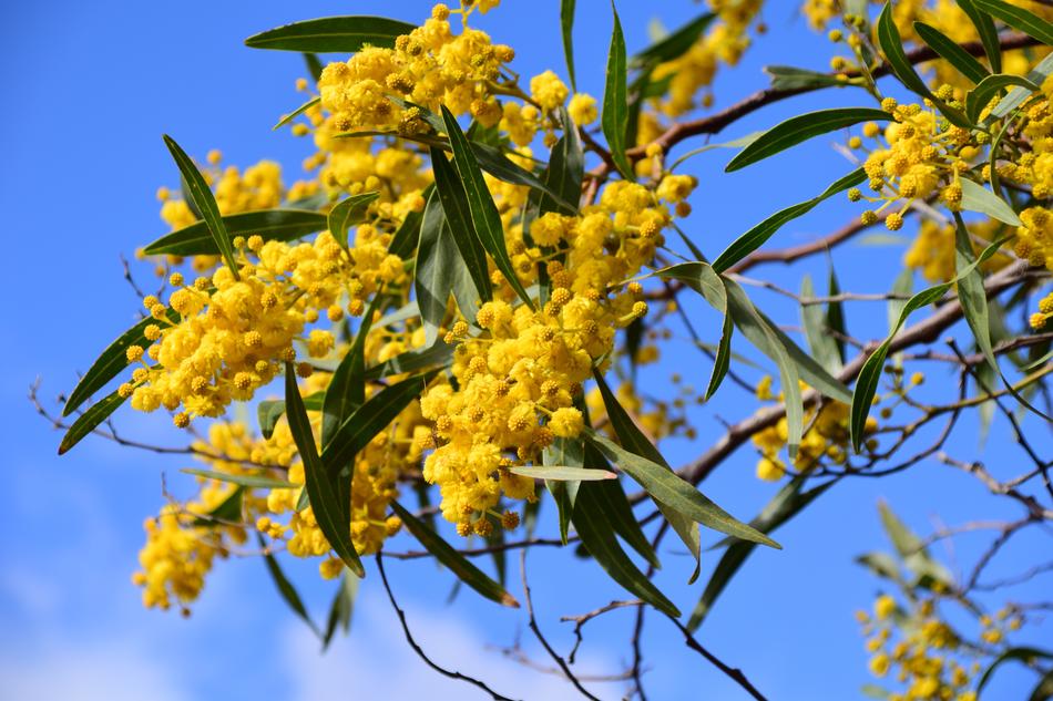 Silver Wattle Acacia Dealbata